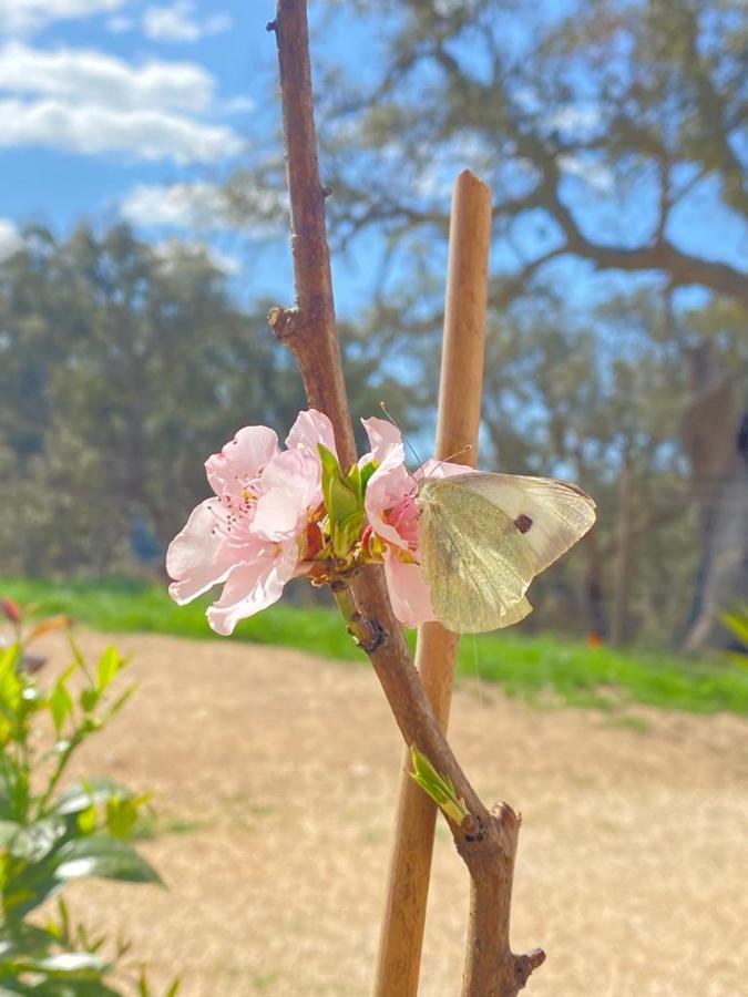 Herdade Da Maceira São Luis Zewnętrze zdjęcie